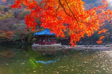 Kore 'de Naejangsan Milli Parkı' nda bulunan mavi pavyon.