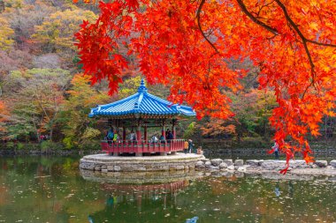 Kore 'de Naejangsan Milli Parkı' nda bulunan mavi pavyon.