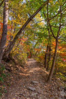 Kore Cumhuriyeti 'ndeki Naejangsan Ulusal Parkı' nda yol kenarındaki renkli ağaçlar.