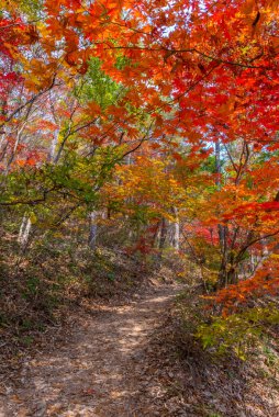 Kore Cumhuriyeti 'ndeki Naejangsan Ulusal Parkı' nda yol kenarındaki renkli ağaçlar.