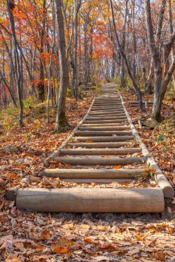 Kore Cumhuriyeti 'ndeki Naejangsan Milli Parkı' nda merdiven.