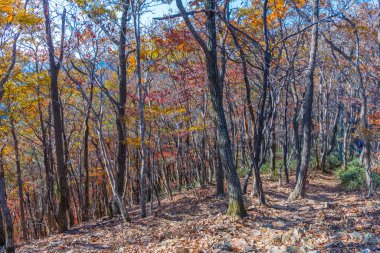 Kore Cumhuriyeti 'ndeki Naejangsan Ulusal Parkı' nda sonbahar mevsimi boyunca renkli ağaçlar.