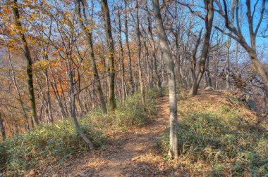 Kore Cumhuriyeti 'ndeki Naejangsan Ulusal Parkı' nda yol kenarındaki renkli ağaçlar.
