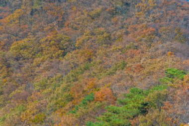 Kore Cumhuriyeti 'ndeki Naejangsan Ulusal Parkı' nda sonbahar mevsimi boyunca renkli ağaçlar.