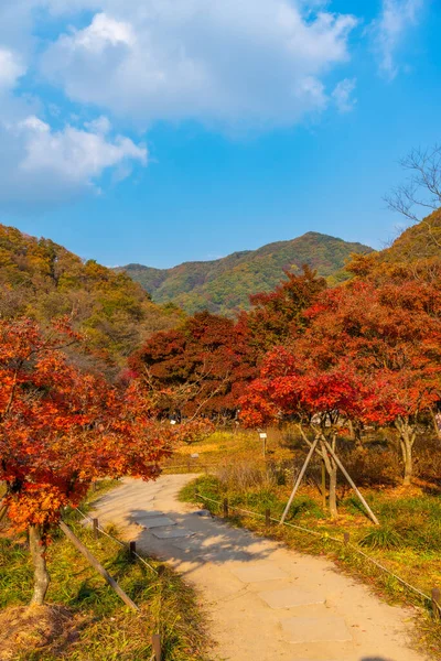 Πολύχρωμα Δέντρα Δίπλα Ένα Μονοπάτι Στο Εθνικό Πάρκο Naejangsan Στη — Φωτογραφία Αρχείου