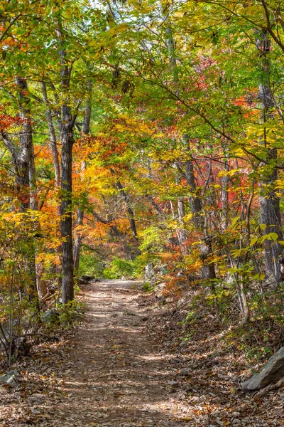 Kore Cumhuriyeti Ndeki Naejangsan Ulusal Parkı Nda Yol Kenarındaki Renkli — Stok fotoğraf