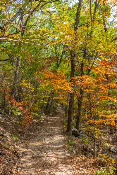 Kore Cumhuriyeti Ndeki Naejangsan Ulusal Parkı Nda Yol Kenarındaki Renkli — Stok fotoğraf