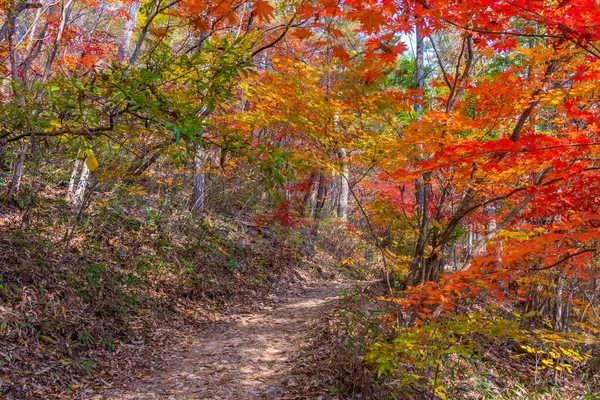 Kore Cumhuriyeti Ndeki Naejangsan Ulusal Parkı Nda Yol Kenarındaki Renkli — Stok fotoğraf