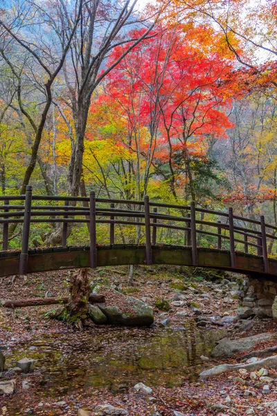 Färgglada Träd Längs Stig Vid Naejangsan Nationalpark Republiken Korea — Stockfoto