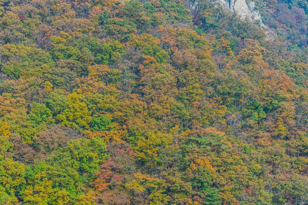 Árvores Coloridas Durante Época Folhagem Outono Parque Nacional Naejangsan República — Fotografia de Stock