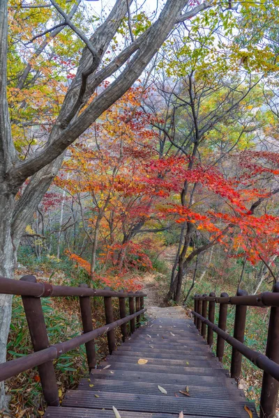 Σκάλα Στο Εθνικό Πάρκο Naejangsan Στη Δημοκρατία Της Κορέας — Φωτογραφία Αρχείου
