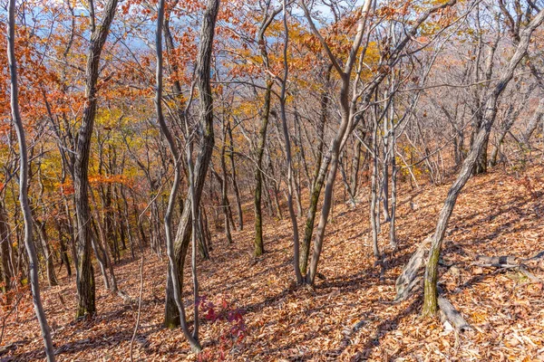 Kore Cumhuriyeti Ndeki Naejangsan Ulusal Parkı Nda Sonbahar Mevsimi Boyunca — Stok fotoğraf