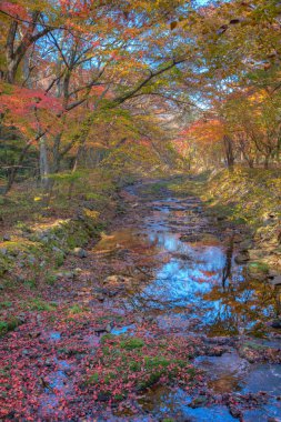 Kore Cumhuriyeti 'ndeki Naejangsan Milli Parkı' nda bir dere.
