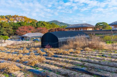 Kore Cumhuriyeti 'nin Hahoe köyündeki tipik çiftlik evleri.