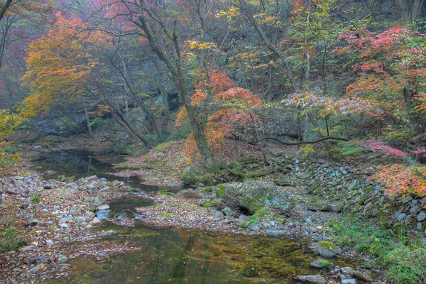 Bäck Vid Naejangsan Nationalpark Republiken Korea — Stockfoto