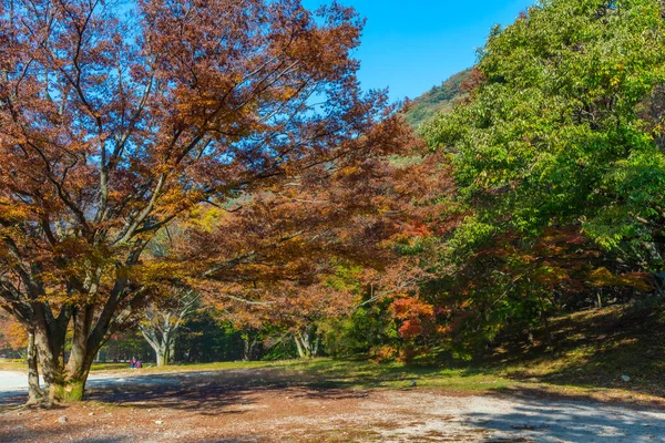 Barevné Stromy Podél Stezky Národním Parku Naejangsan Korejské Republice — Stock fotografie