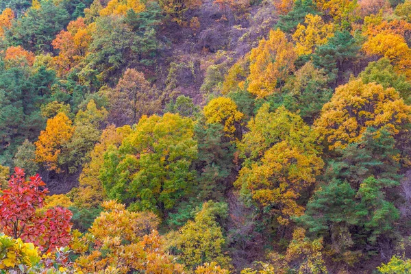 Barevné Treas Během Podzimní Vegetační Sezóny Lidové Vesnici Hahoe Korejské — Stock fotografie