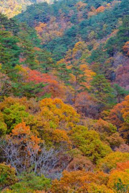 Kore Cumhuriyeti 'ndeki Juwangsan Ulusal Parkı' nda sonbahar mevsimi boyunca renkli ağaçlar.