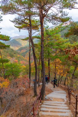 Kore Cumhuriyeti 'ndeki Juwangsan Ulusal Parkı' nda yol kenarında renkli ağaçlar.