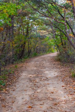 Kore Cumhuriyeti 'ndeki Namsan Milli Parkı' nda yol kenarında renkli ağaçlar.