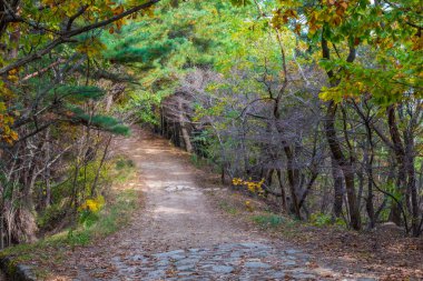 Kore Cumhuriyeti 'ndeki Namsan Milli Parkı' nda yol kenarında renkli ağaçlar.