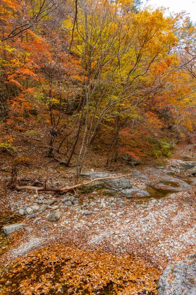 Bäck Vid Juwangsan Nationalpark Republiken Korea — Stockfoto