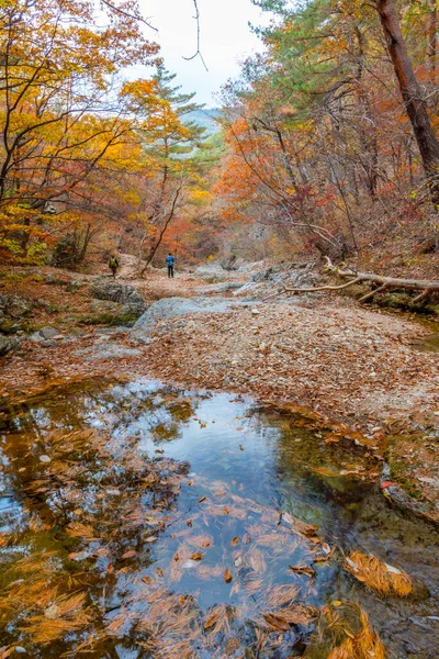 Bäck Vid Juwangsan Nationalpark Republiken Korea — Stockfoto