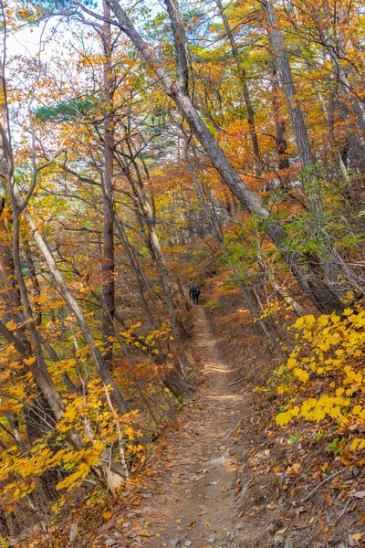 Kore Cumhuriyeti Ndeki Juwangsan Ulusal Parkı Nda Yol Kenarında Renkli — Stok fotoğraf