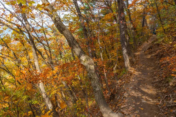 Árvores Coloridas Lado Caminho Parque Nacional Juwangsan República Coreia — Fotografia de Stock