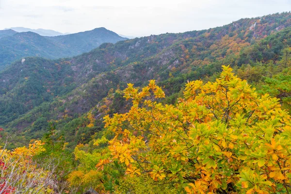 Vista Aérea Parque Nacional Namsan República Coreia — Fotografia de Stock