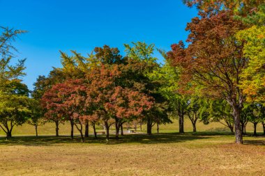 Kore Cumhuriyeti 'nin Gyeongju şehrinde birkaç kraliyet mezarı bulunan Tumuli Parkı.