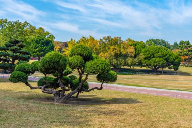Dalseong Parkı, Daegu, Kore Cumhuriyeti
