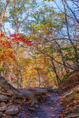 Kore Cumhuriyeti 'ndeki Seoraksan Ulusal Parkı' nda yol kenarında renkli ağaçlar.