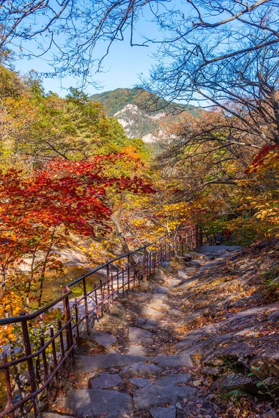 Färgglada Träd Längs Stig Vid Seoraksan Nationalpark Republiken Korea — Stockfoto