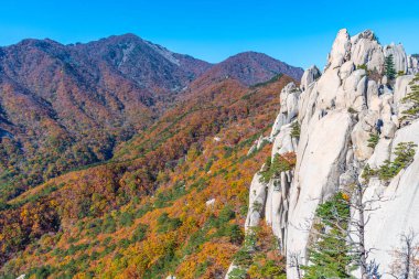 Kore Cumhuriyeti 'nin Seoraksan Ulusal Parkı' nda sonbahar boyunca renkli ağaçlar