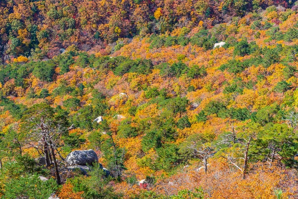 Árvores Coloridas Parque Nacional Seoraksan Durante Outono República Coreia — Fotografia de Stock