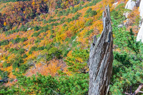 Árvores Coloridas Parque Nacional Seoraksan Durante Outono República Coreia — Fotografia de Stock
