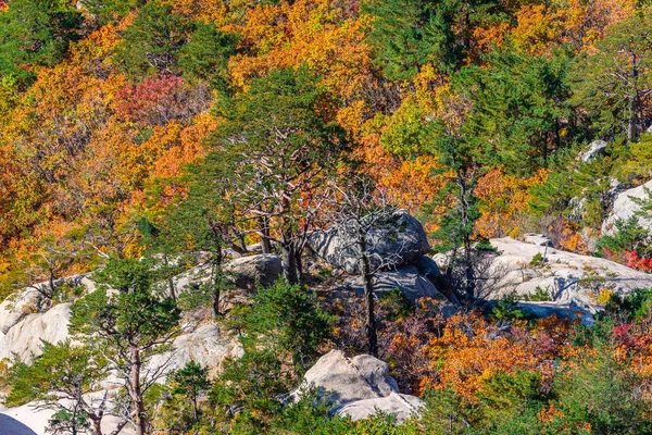 Színes Fák Seoraksan Nemzeti Parkban Ősszel Koreai Köztársaságban — Stock Fotó