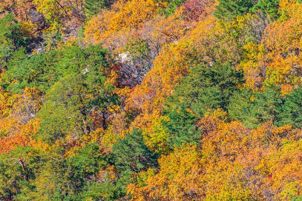 Barevné Stromy Národním Parku Seoraksan Během Podzimu Korejské Republice — Stock fotografie