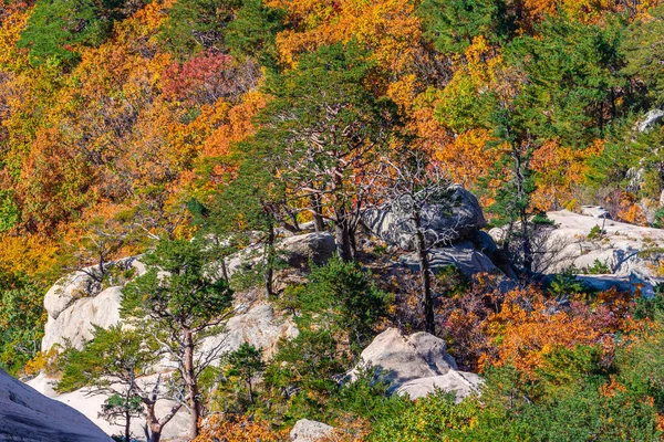 Coloridos Árboles Parque Nacional Seoraksan Durante Otoño República Corea —  Fotos de Stock