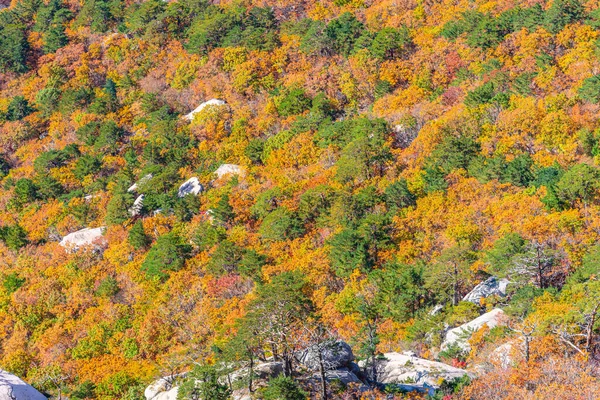 Árvores Coloridas Parque Nacional Seoraksan Durante Outono República Coreia — Fotografia de Stock