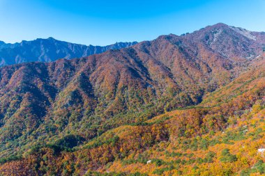 Kore Cumhuriyeti 'nin Seoraksan Ulusal Parkı' nda sonbahar boyunca renkli ağaçlar