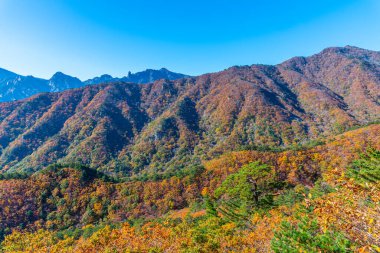 Kore Cumhuriyeti 'nin Seoraksan Ulusal Parkı' nda sonbahar boyunca renkli ağaçlar