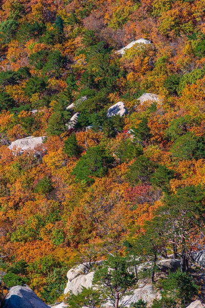 Árvores Coloridas Parque Nacional Seoraksan Durante Outono República Coreia — Fotografia de Stock