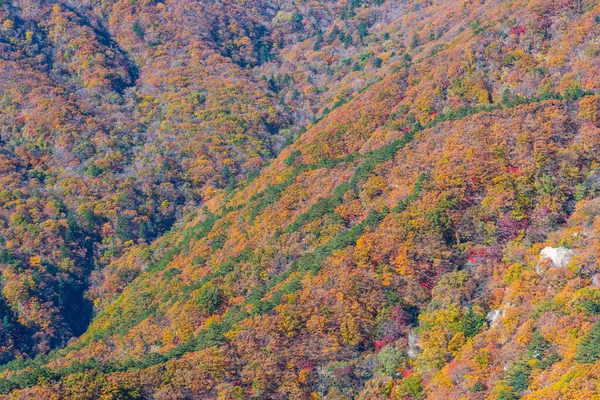 Barevné Stromy Národním Parku Seoraksan Během Podzimu Korejské Republice — Stock fotografie