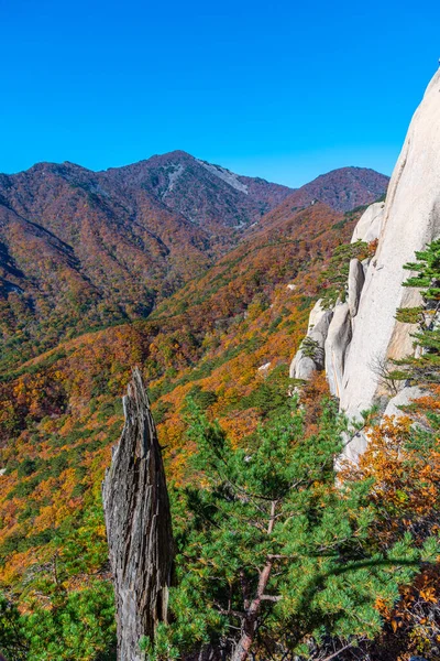 Coloridos Árboles Parque Nacional Seoraksan Durante Otoño República Corea —  Fotos de Stock