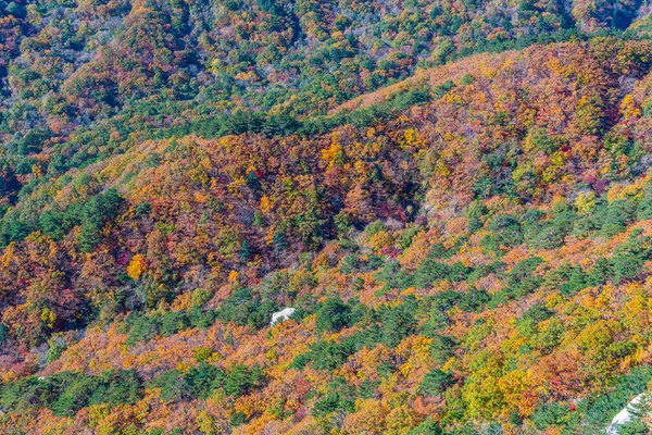 Árvores Coloridas Parque Nacional Seoraksan Durante Outono República Coreia — Fotografia de Stock