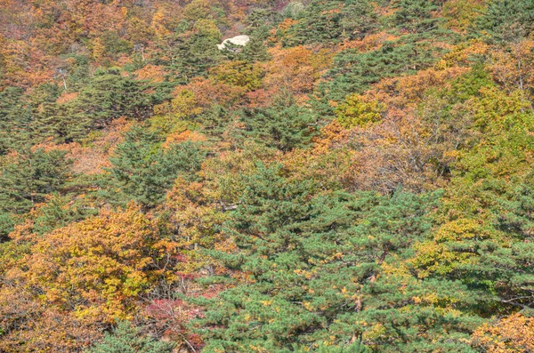 Barevné Stromy Národním Parku Seoraksan Během Podzimu Korejské Republice — Stock fotografie