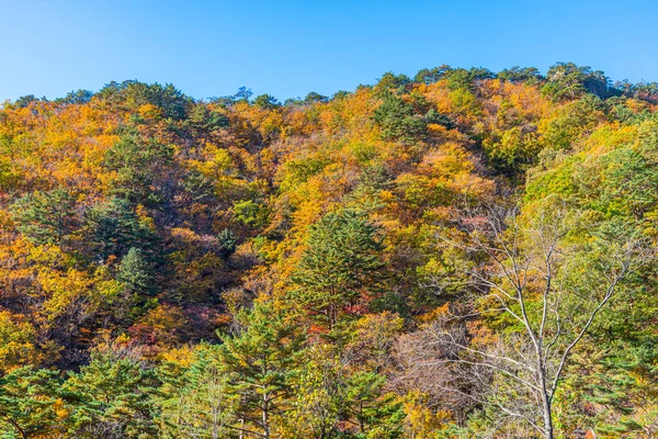 Coloridos Árboles Parque Nacional Seoraksan Durante Otoño República Corea —  Fotos de Stock