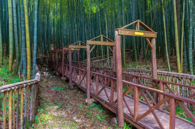 Kore Cumhuriyeti 'ndeki Boseong çay tarlalarında bambu ormanı.